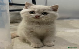 Británico de Pelo Corto gatos en venta: Cachorritos British Shorthair en Alicante - Imagen 1