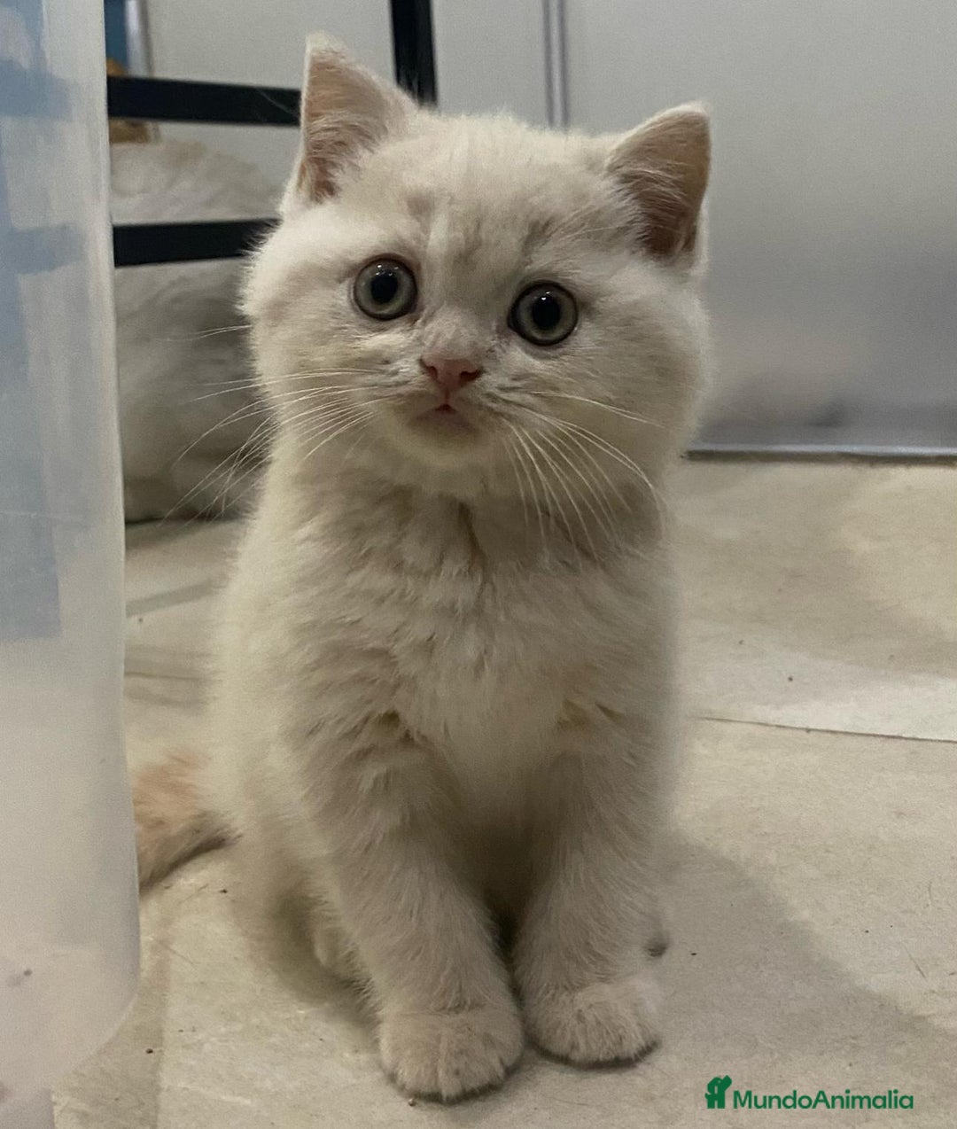 Británico de Pelo Corto gatos en venta: Cachorritos British Shorthair en Alicante - Imagen 1