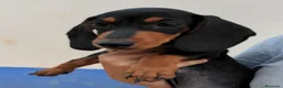 Teckel Miniatura perros en venta: Camada de teckel mini - Anuncio 1