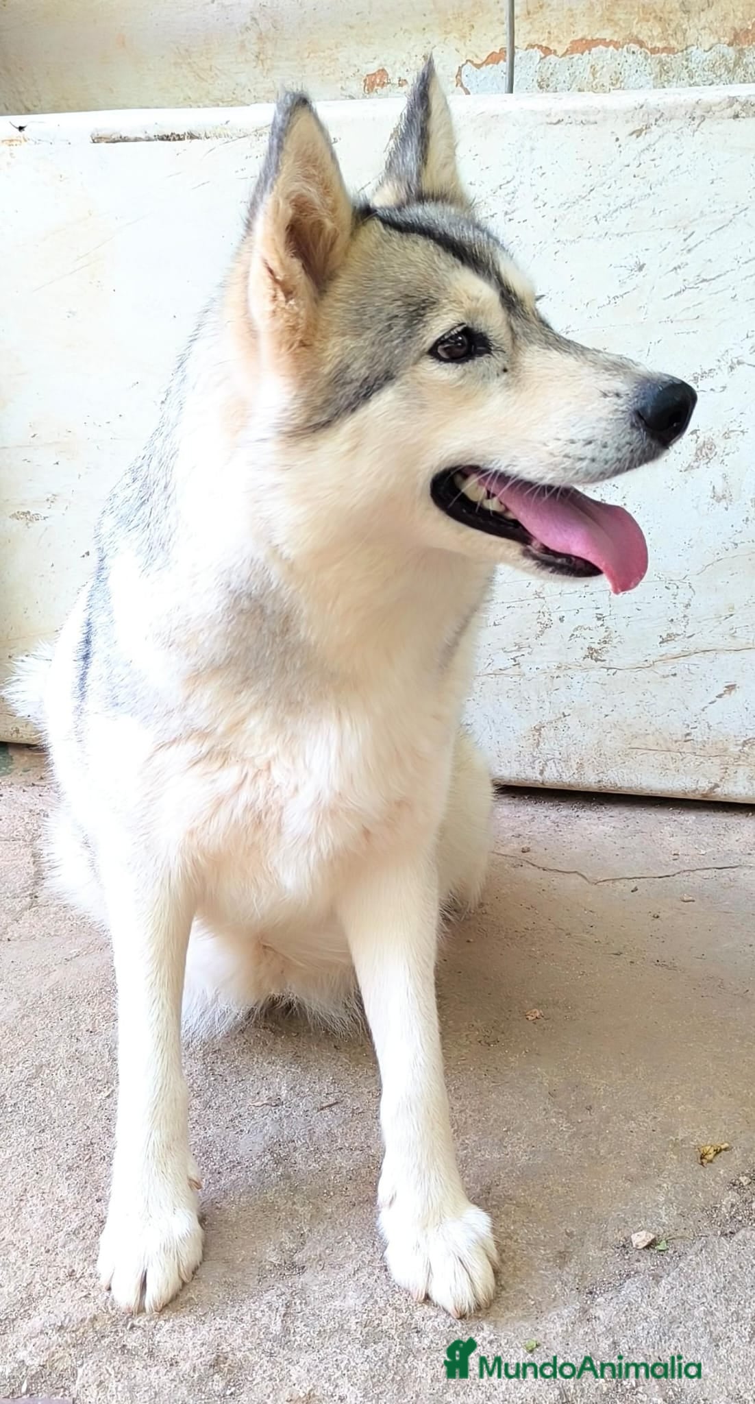 Husky Siberiano perros Husky siberiano - Anuncio 2