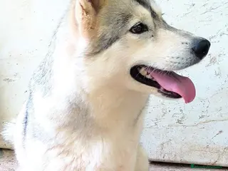 Husky Siberiano perros Husky siberiano - Anuncio 2