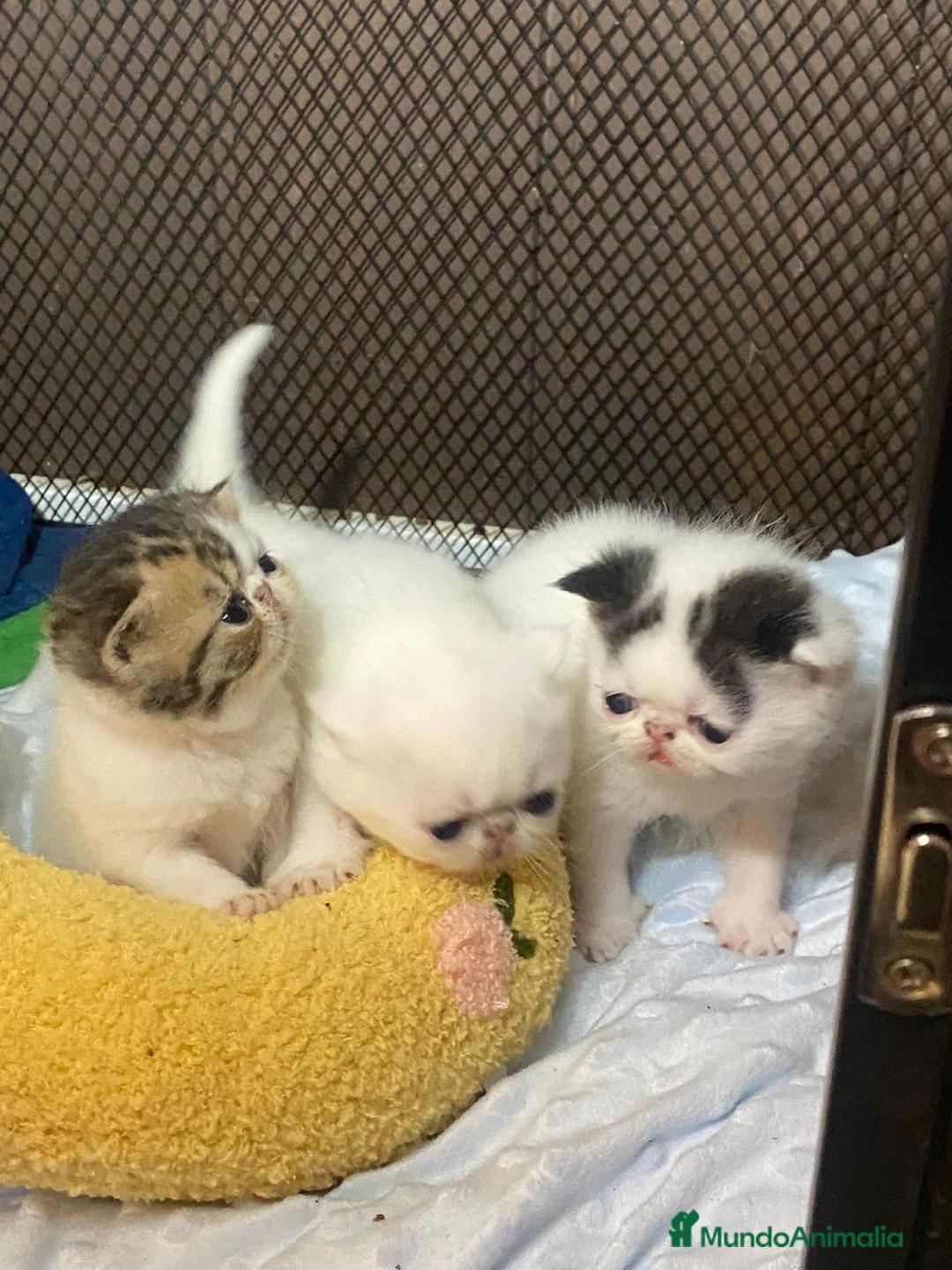 Persa gatos en venta: Camada exótica - Anuncio 10