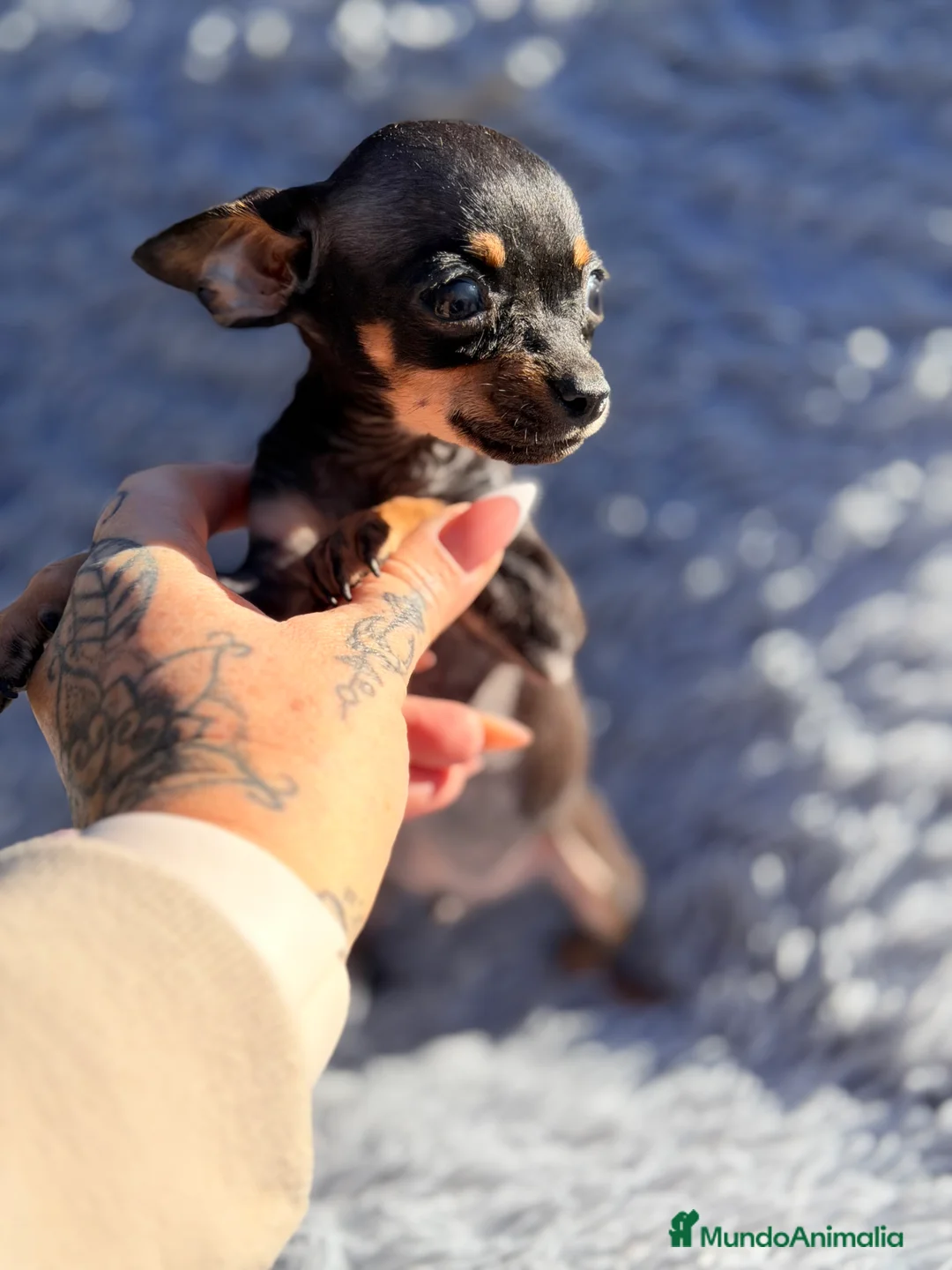 Ratón de Praga perros en venta: Ratón de Praga  - Anuncio 4