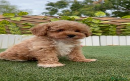 Caniche Toy perros en venta: CANICHE TOY MACHO  - Imagen 13