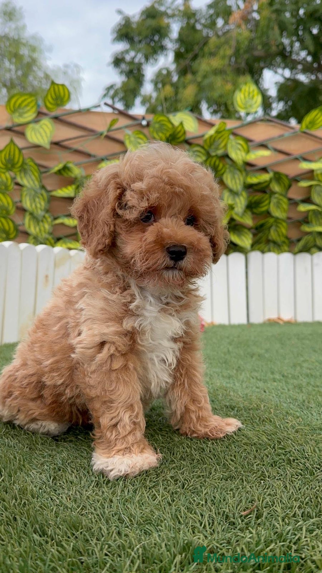 Caniche Toy perros en venta: CANICHE TOY MACHO  - Imagen 13