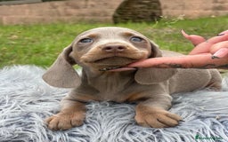 Teckel Miniatura perros en venta: TECKEL MINIATURA DISPONIBLES - Imagen 6