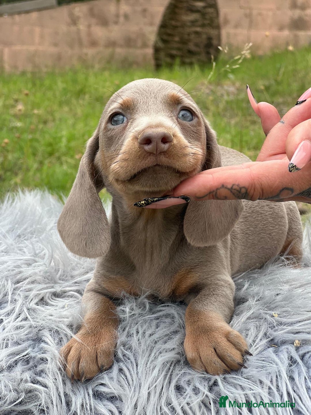 Teckel Miniatura perros en venta: TECKEL MINIATURA DISPONIBLES - Imagen 6