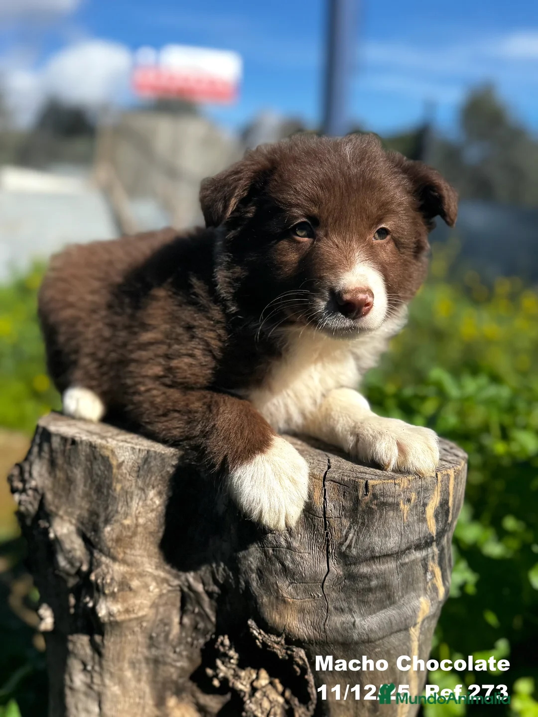 Border Collie perros en venta: BORDER COLLIE - Anuncio 27