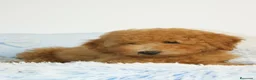 Caniche Enano perros en venta: CANICHE ENANO - Anuncio 7