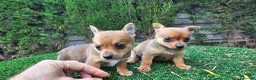 Raza Mixta perros en venta: Cachorritos mini toy - Anuncio 8