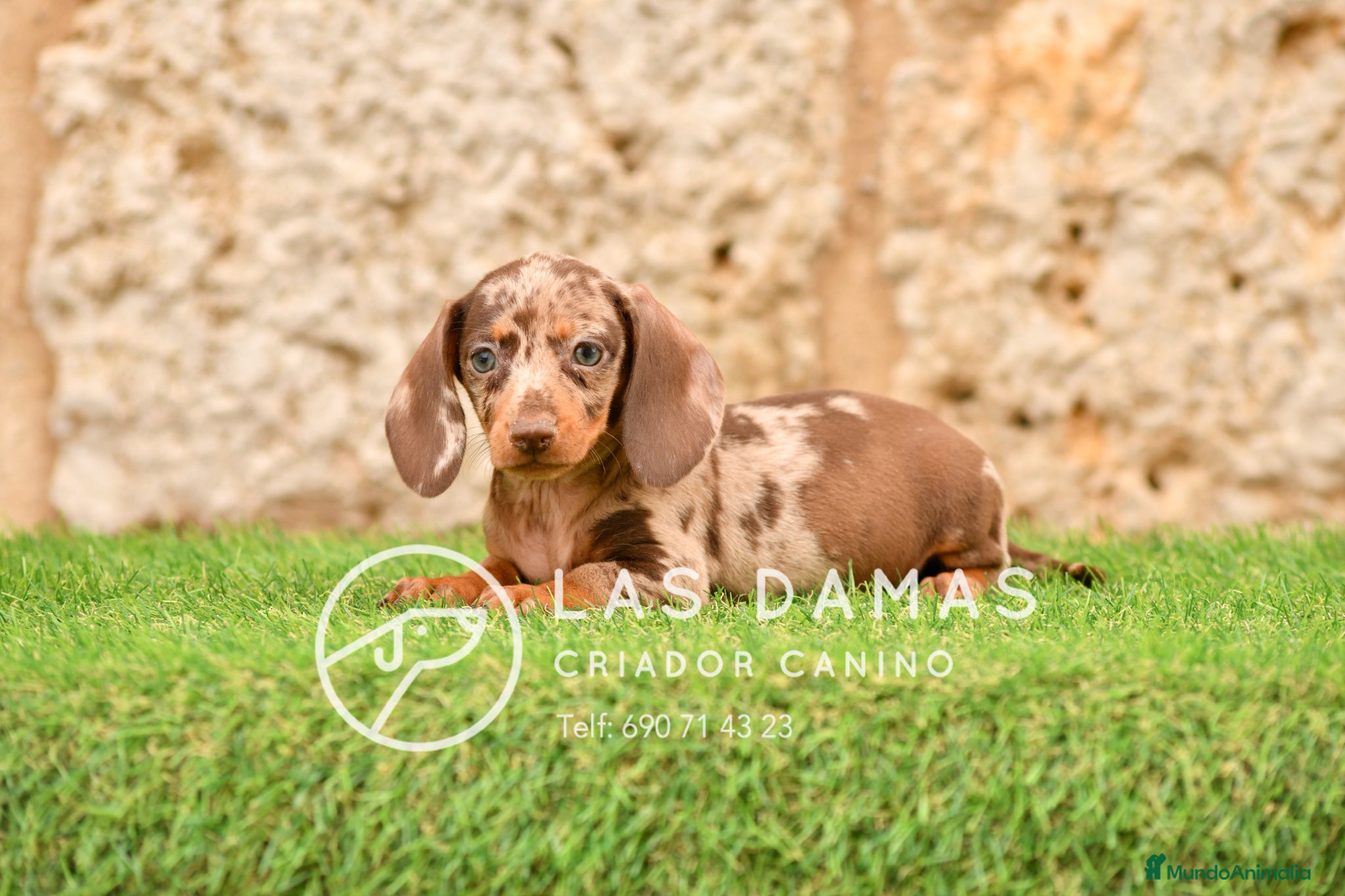 Teckel perros en venta: Teckel próxima camada.  - Anuncio 4