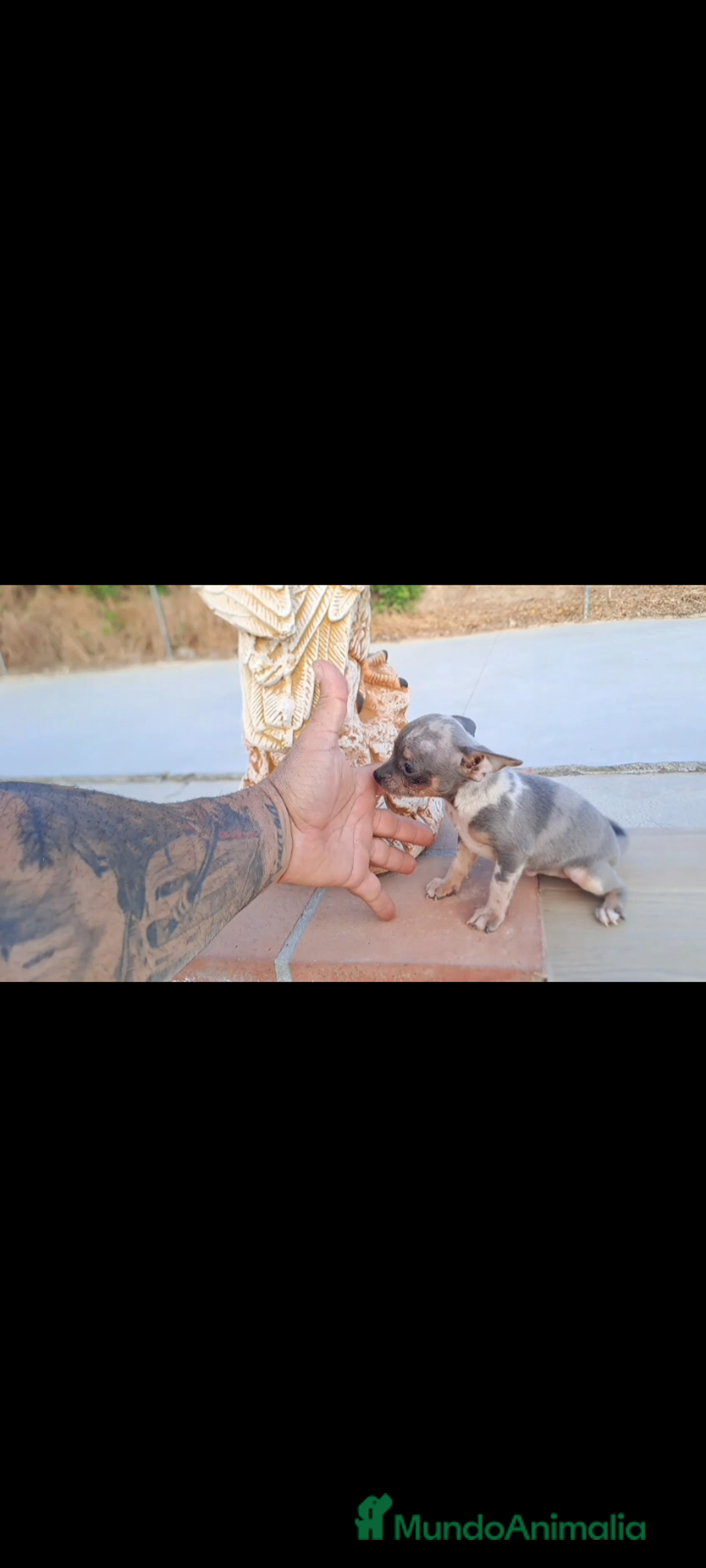 Raza Mixta perros en venta:  chipim con ojos azules  - Imagen 1
