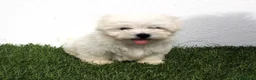 Bichón Maltés perros en venta: Bichon Maltes  - Anuncio 12