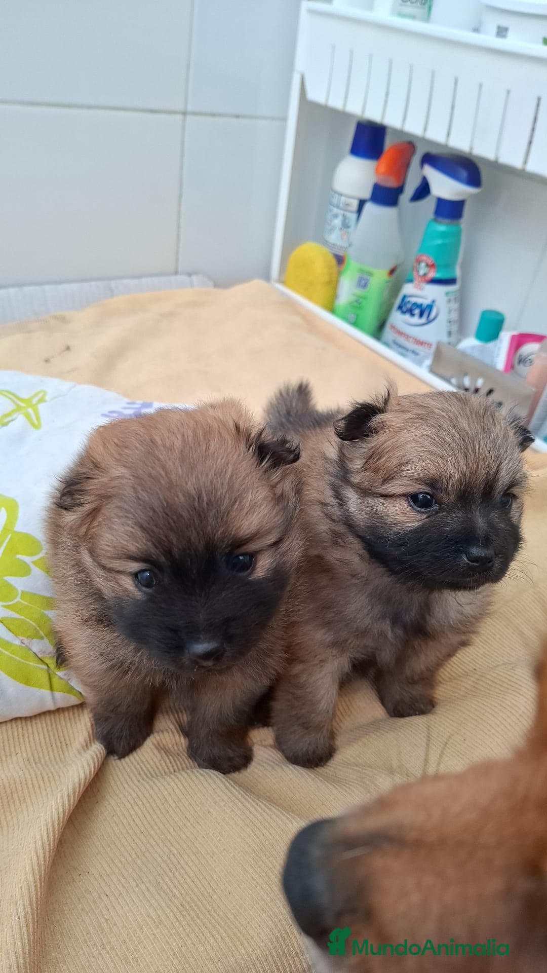Pomerania perros  Cachorros de pomerania! - Anuncio 1