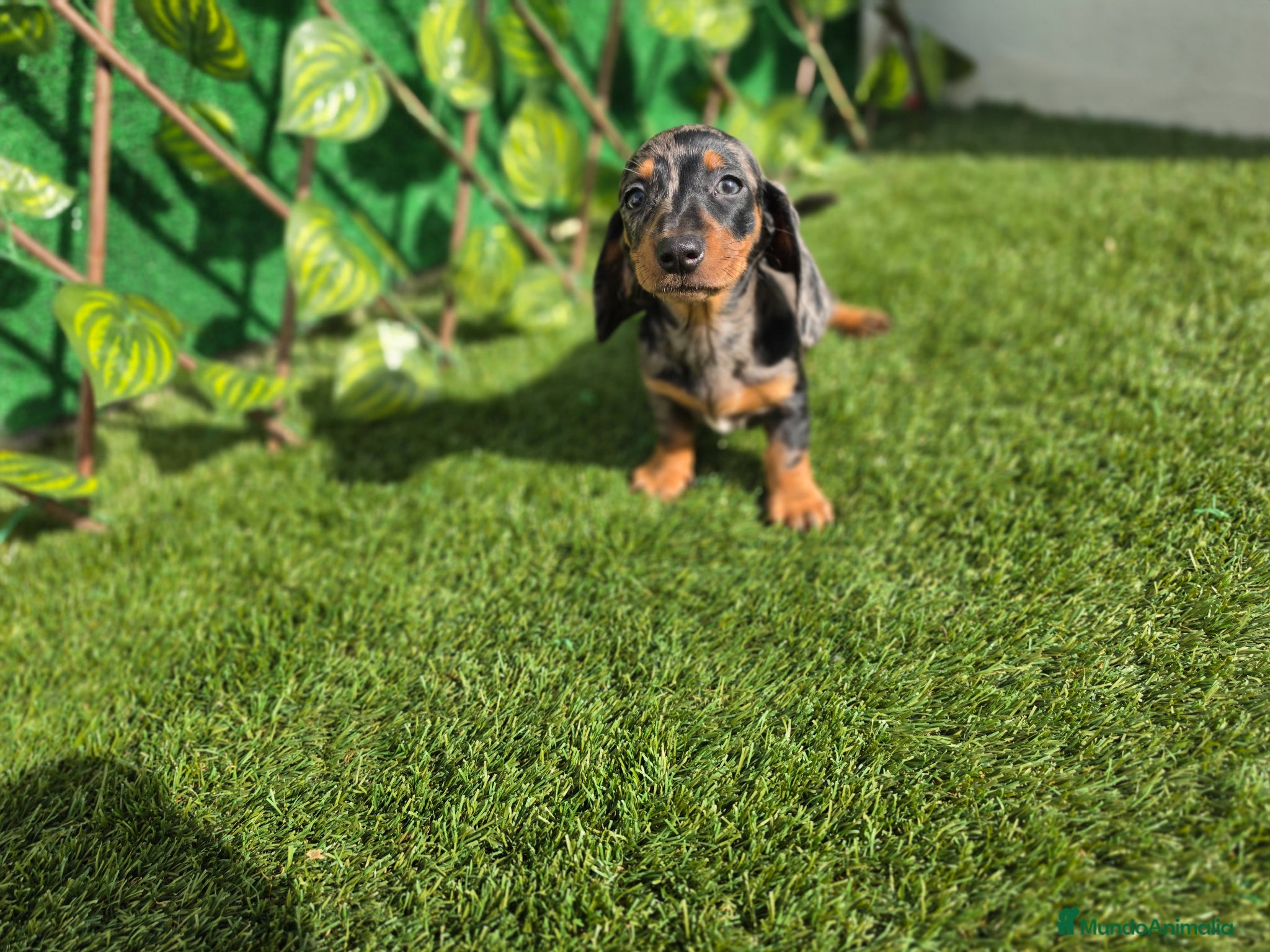 Teckel Miniatura perros TECKEL MINIATURA ARLEQUIN  - Anuncio 3