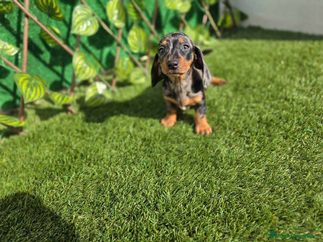 Teckel Miniatura perros en venta: TECKEL MINIATURA ARLEQUIN  - Anuncio 1