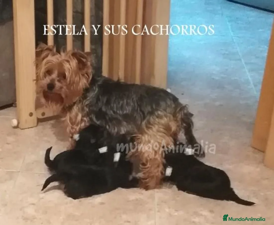 Imagen de galería {{count}}