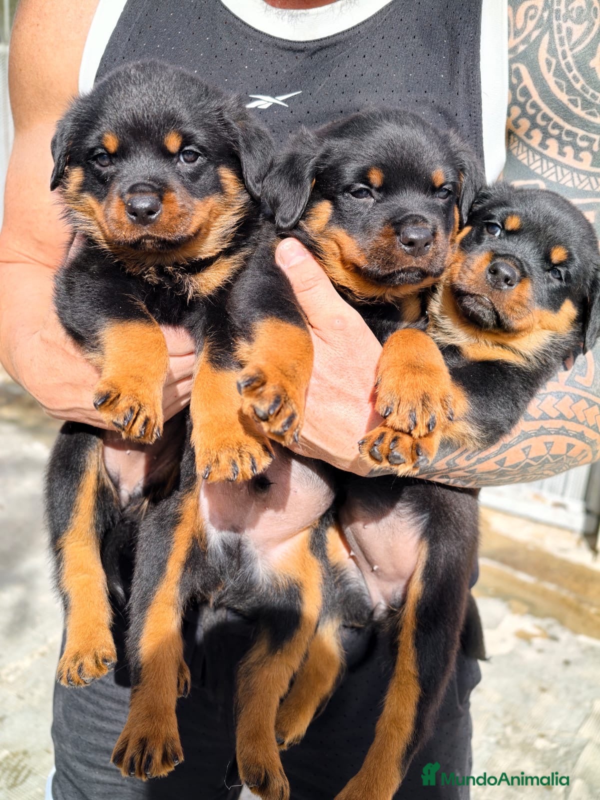 Rottweiler perros Rotwailler preciosos - Anuncio 2