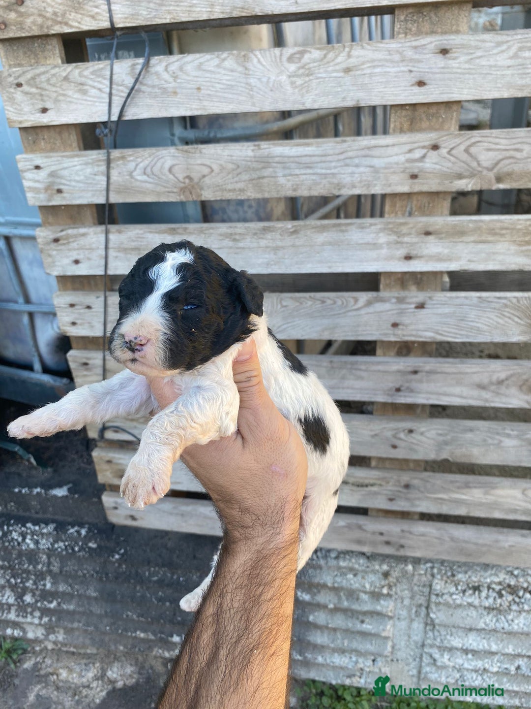 Perro de Agua Español perros en venta: Perro de agua  - Anuncio 9