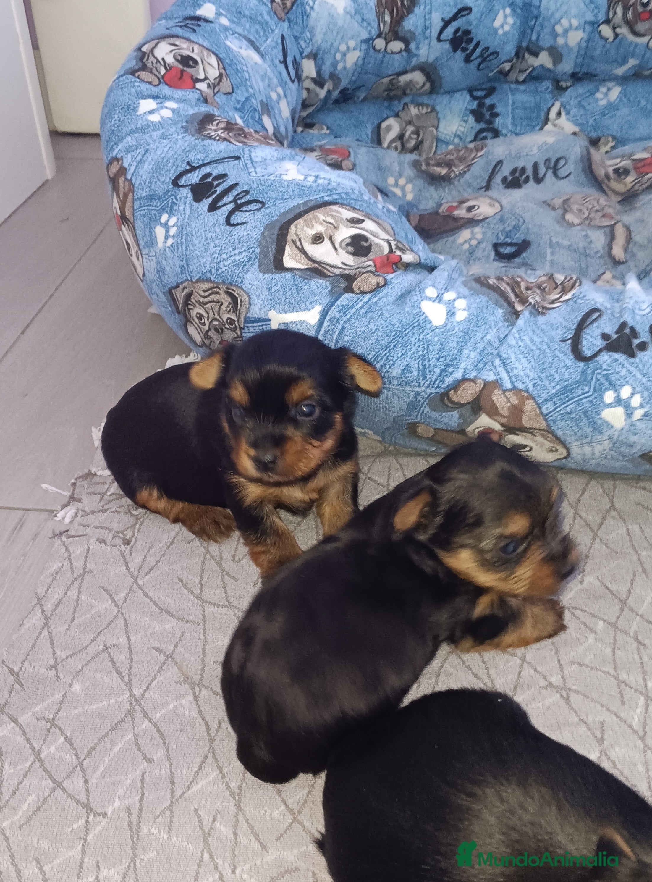 Yorkshire Terrier perros Yorkshire Terrier - Anuncio 27