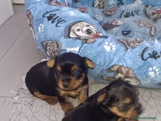 Yorkshire Terrier perros Yorkshire Terrier - Anuncio 27