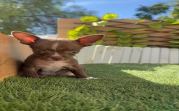Chihuahua perros en venta: CHIHUAHUA MACHO - Imagen 17