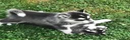 Husky Siberiano perros en venta: Husky siberianos - Anuncio 2