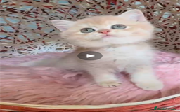 Británico de Pelo Corto gatos en venta: Gatitos British golden de pelo corto - Imagen 1