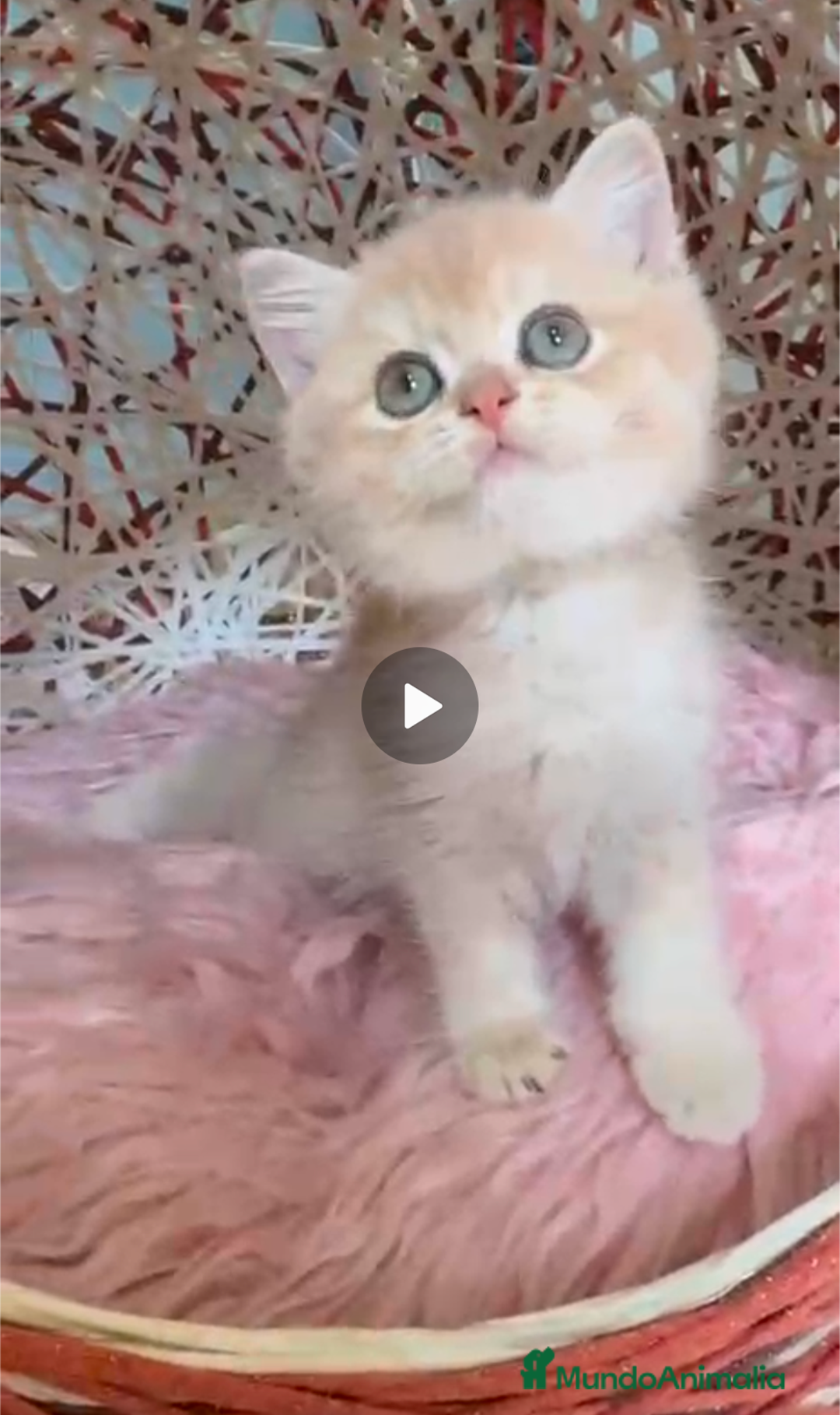Británico de Pelo Corto gatos en venta: Gatitos British golden de pelo corto - Imagen 1