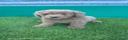 Caniche Enano perros en venta: Caniches toy / enanos  - Anuncio 2