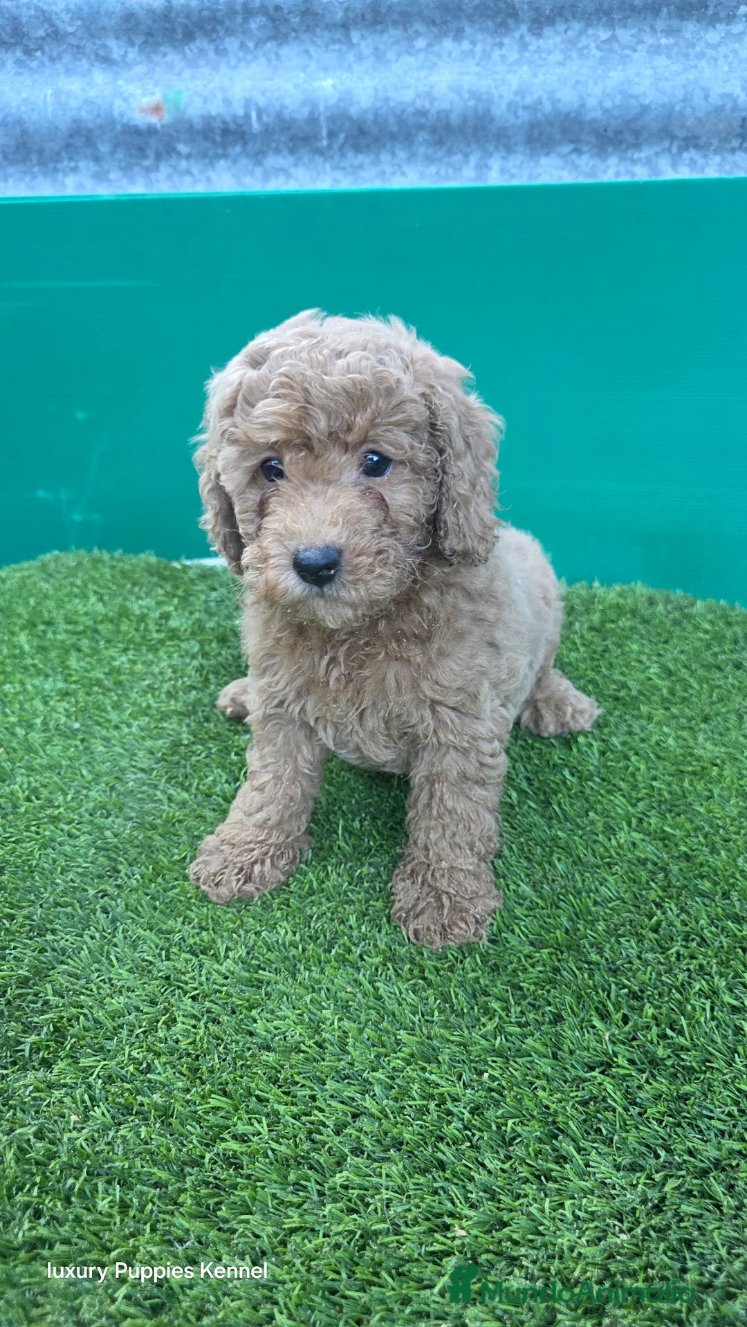 Caniche Enano perros en venta: Caniches toy / enanos  - Anuncio 2
