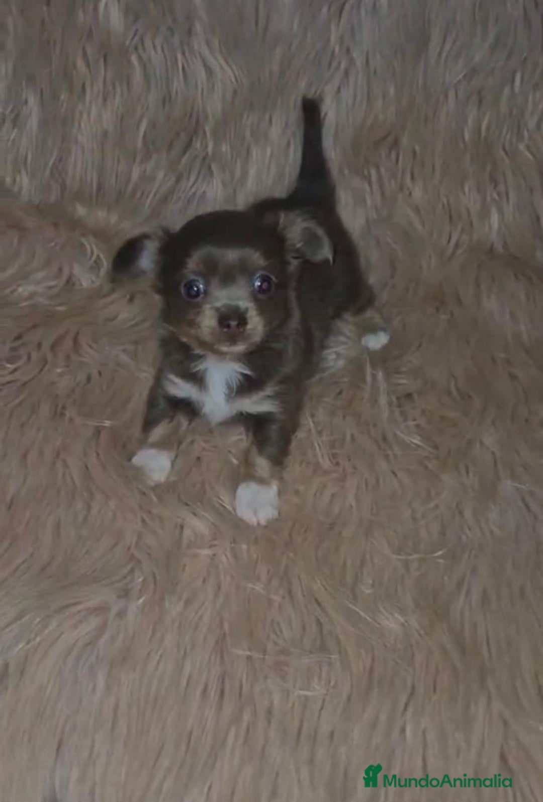 Chihuahua perros en venta: Chihuahua lilac ruso pelo largo  - Imagen 2