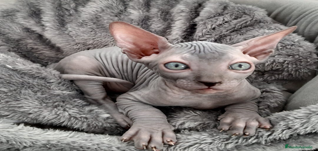 Imagen de galería {{count}}