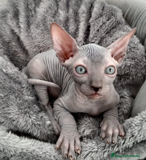 Imagen de galería {{count}}