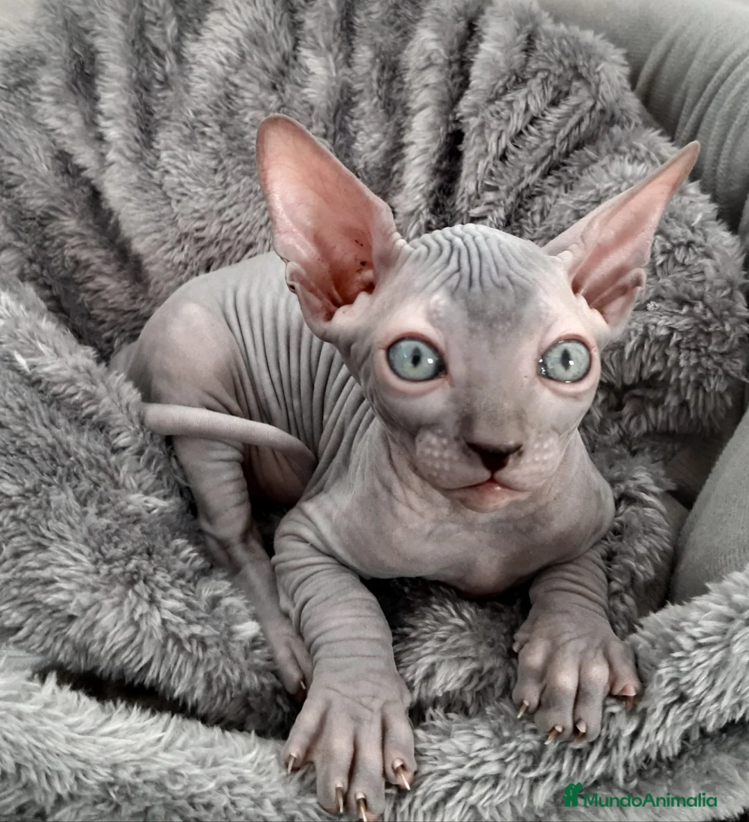 Imagen de galería {{count}}