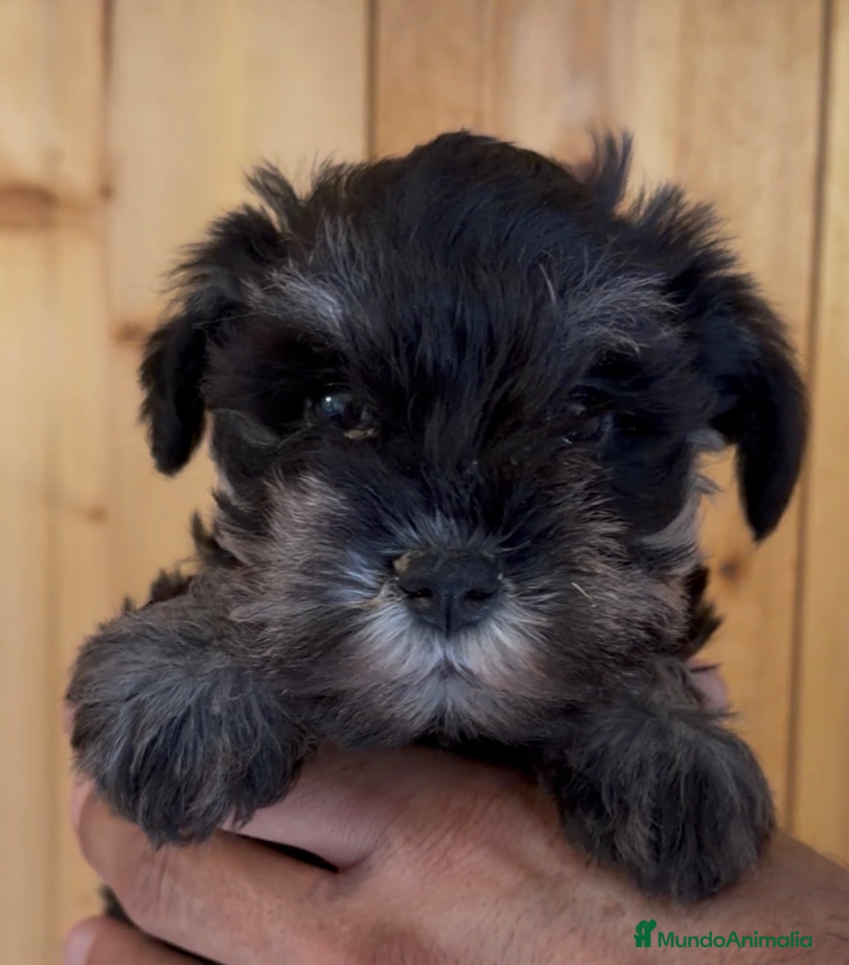 Schnauzer Miniatura perros Cachorros schnauzer miniatura  - Anuncio 2