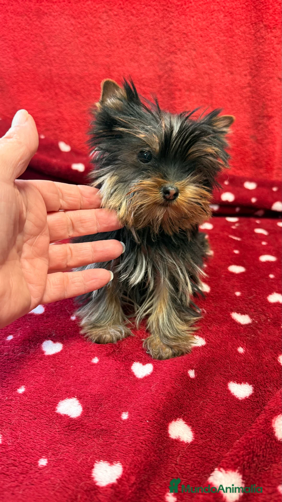 Yorkshire Terrier perros en venta: Yorkshire Mini Toy - Anuncio 9