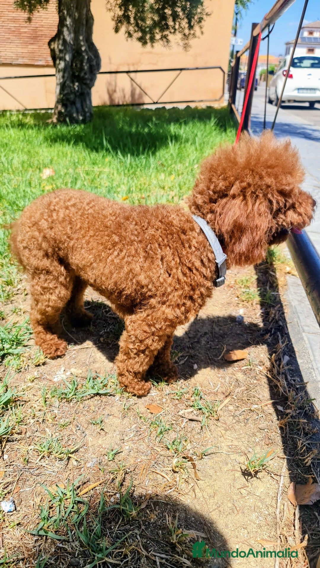 Raza Mixta perros en venta: Cachorros de caniche - Anuncio 5