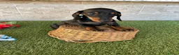 Teckel perros en venta: Fabulosos TECKEL NEGRO FUEGO  - Anuncio 3