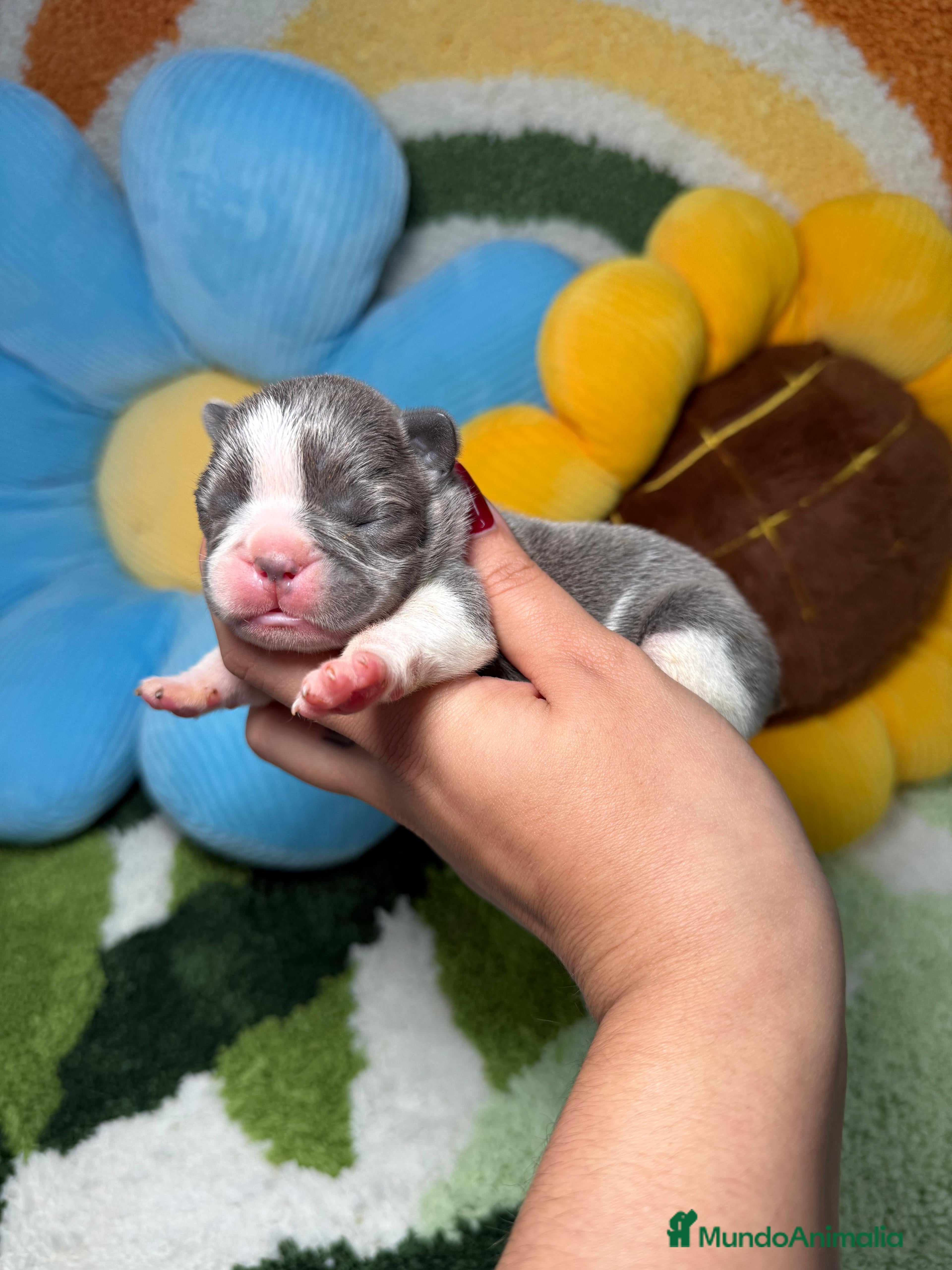 Bulldog Francés perros Camada Bulldog Frances Color Exotico - Anuncio 29