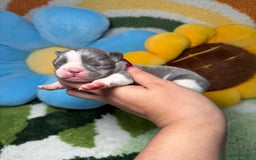 Bulldog Francés perros en venta: Camada Bulldog Frances Color Exotico - Imagen 1