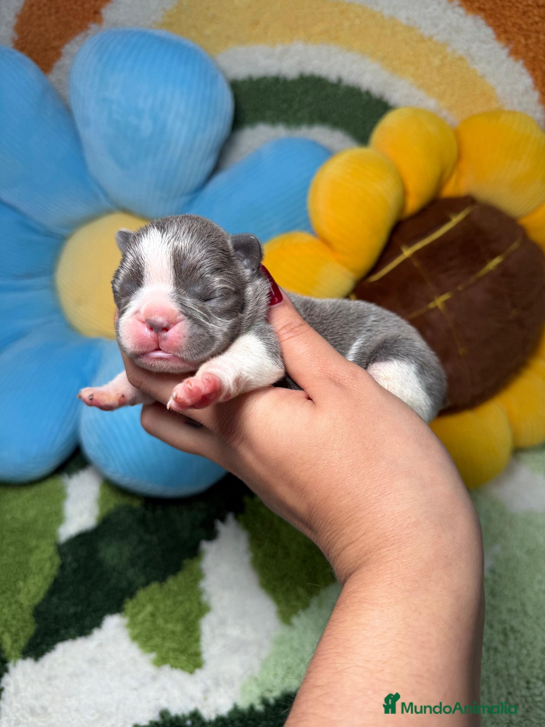 Bulldog Francés perros en venta: Camada Bulldog Frances Color Exotico - Imagen 1