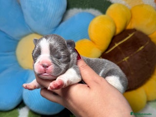 Bulldog Francés perros - Anuncio 3