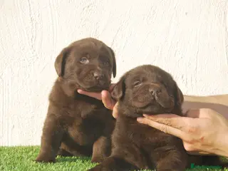 Labrador Retriever perros Cachorros de Labrador Chocolate en Madrid - Anuncio 18