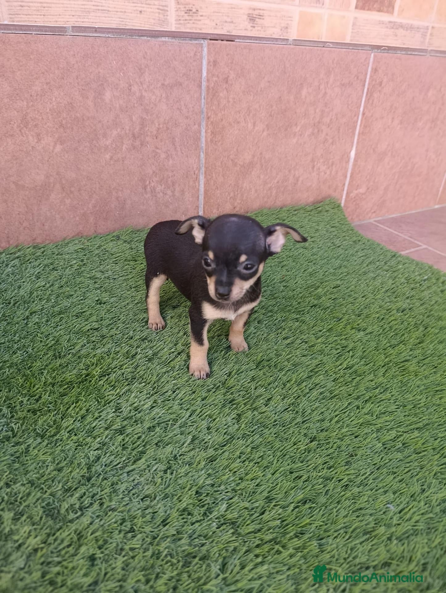 Chihuahua perros Chihuahua hembra muy pequeña. - Anuncio 1