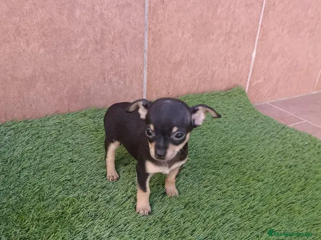 Chihuahua perros Chihuahua hembra muy pequeña. - Anuncio 1