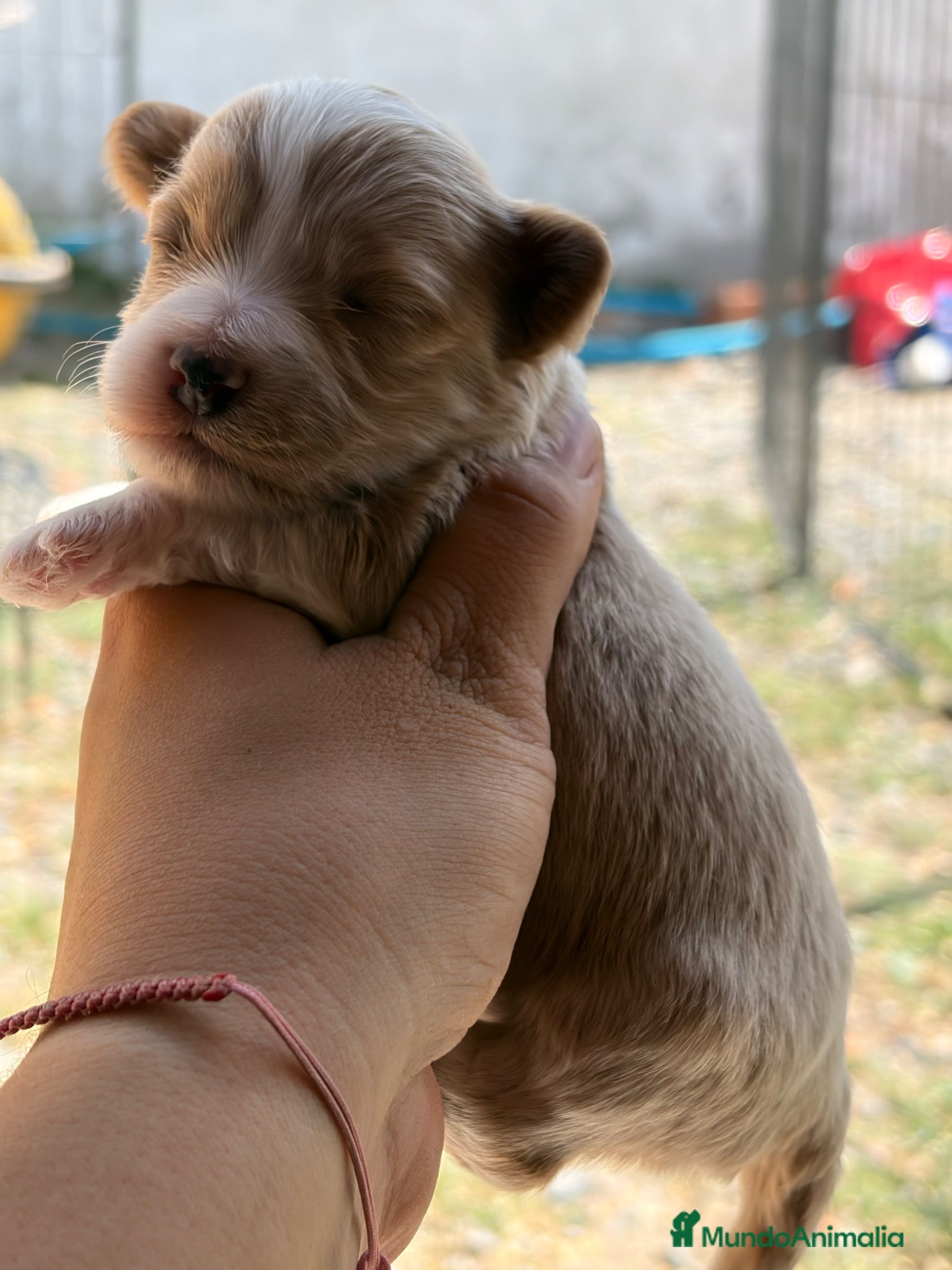 Maltipoo perros Maltipoo - Anuncio 9