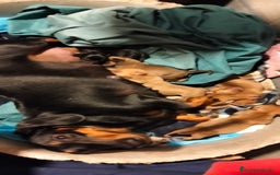 Raza Mixta perros en venta: Chiwinie  - Imagen 2