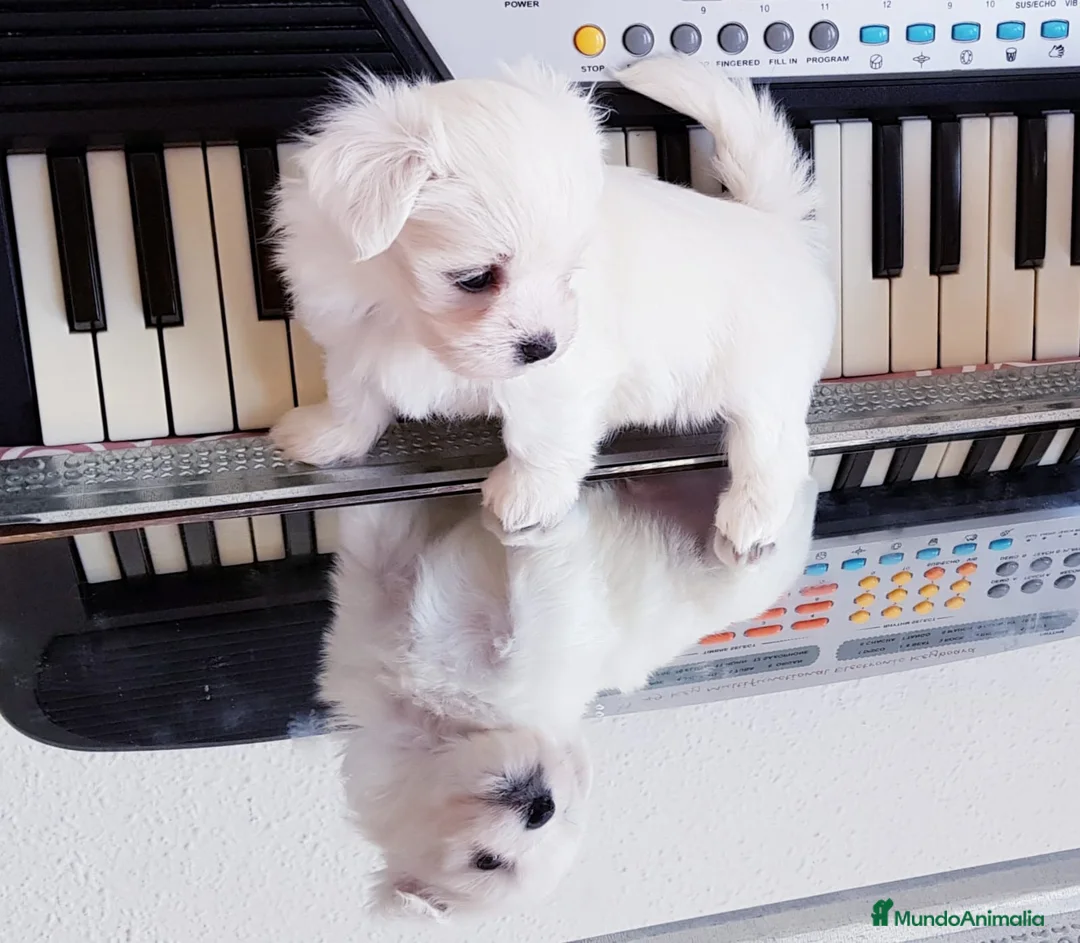 Bichón Maltés perros en venta: Bichón Maltés muy bonitos en Barcelona - Anuncio 8