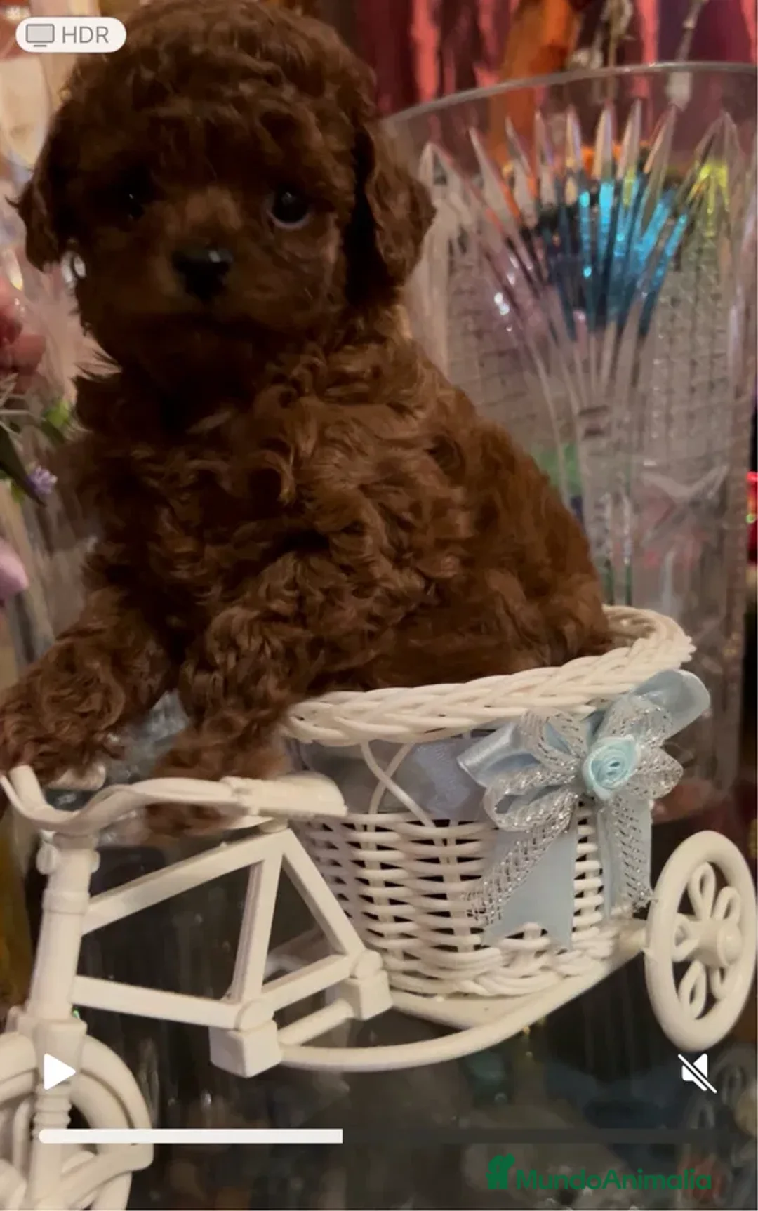Caniche Toy perros en venta: caniche asiático, rojo, alta calidad - Imagen 3